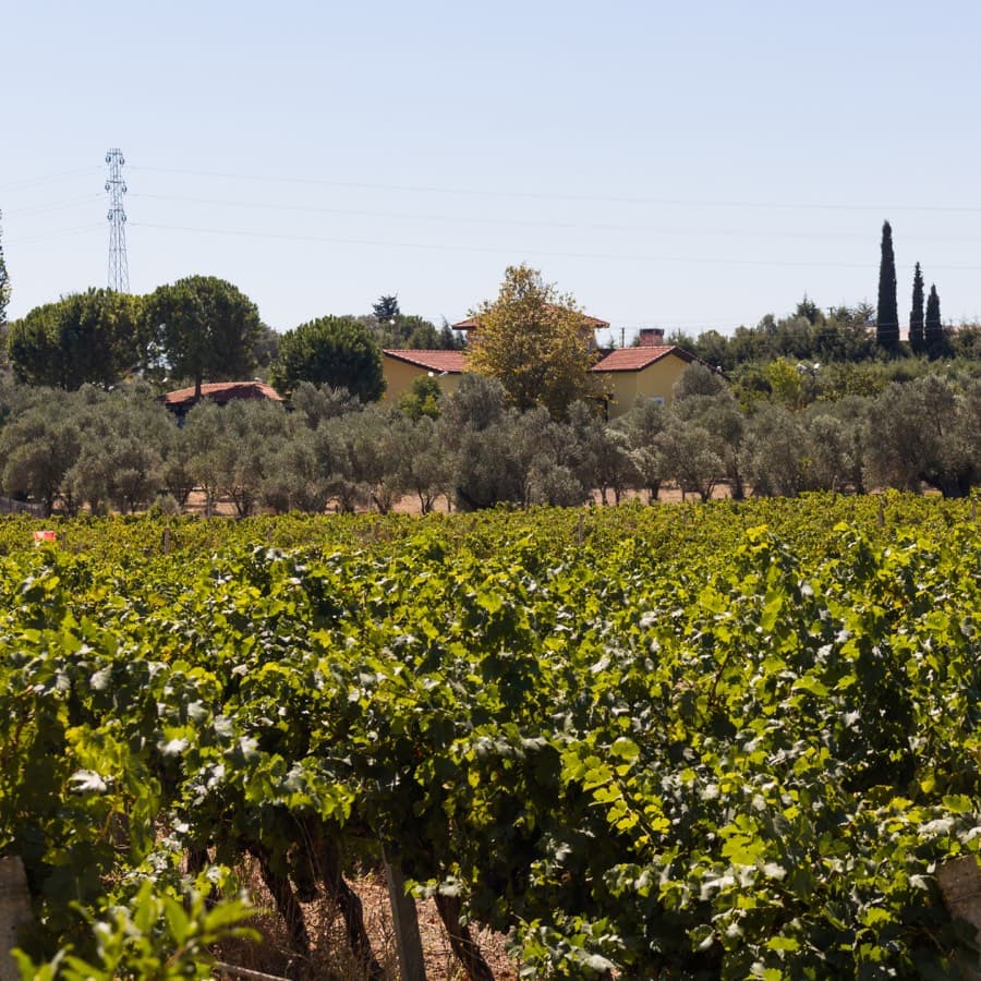 Rows of green vines with olive trees and houses behind, near Urla